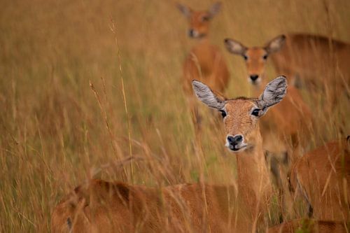 Oegandese kob in Kidepo – Elegantie in het gouden gras