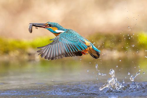 Kingfisher in flight