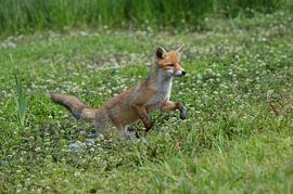 Speelse jonge vos von Yvonne van der Meij