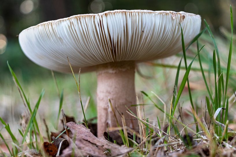 Plaatjes zwam van Anjo ten Kate