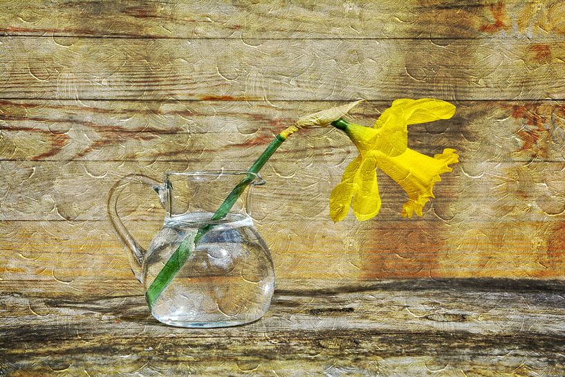 Narcissus by Claudia Evans