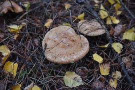 heart mushroom by Lizette de Jonge