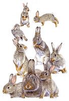 Dünenkaninchen von Eke van Mansvelt Aquarell