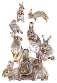 Dune rabbits by Eke van Mansvelt Watercolour by Studio Eke van Mansvelt