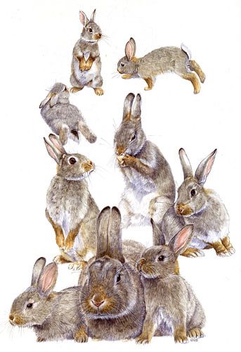 Dünenkaninchen von Eke van Mansvelt Aquarell