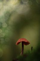 Au cœur de la forêt
