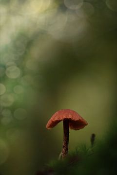 Diep in het bos van Sem Viersen