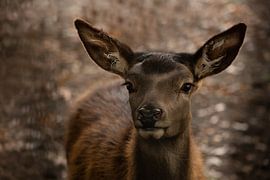 Young deer by Roos Zanderink