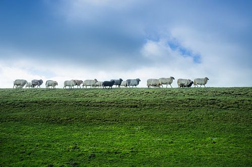 Sheep Walking
