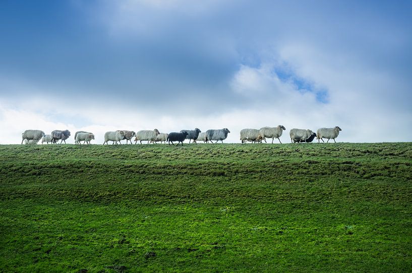 Sheep Walking van elwin F