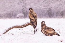 Seeadler, Haliaeetus albicilla. Raubvögel.
