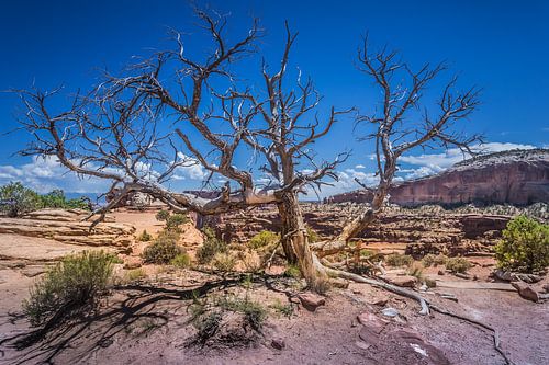 Shafer Canyon Canyonlands