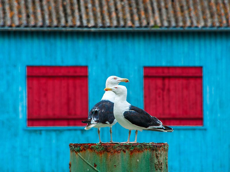 Twee meeuwen van Harrie Muis