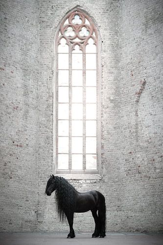 Cheval frison dans une église