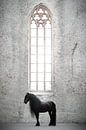 Fries paard in kerk van Shirley van Lieshout thumbnail