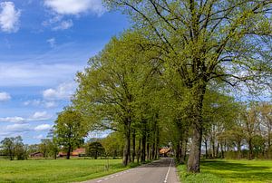 Eine Straße durch die Gelderse Achterhoek, Niederlande