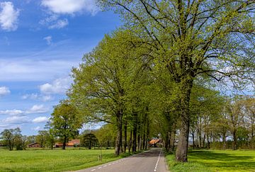 Een weg door de  Gelderse Achterhoek, Nederland