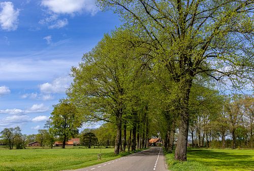 A road through Gelderse Achterhoek, Netherlands