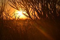 Detail van een struik tijdens zonsondergang
