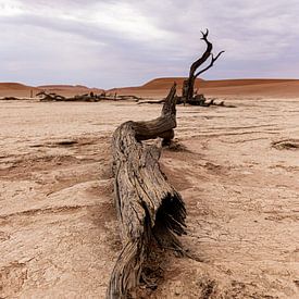 Deadvlei avec les arbres morts sur Jeroen de Weerd