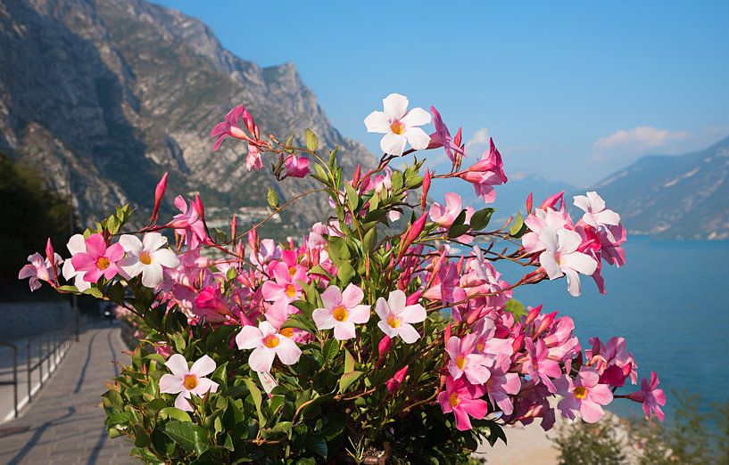 Dipladenia pink blühende Kletterpflanze von SusaZoom