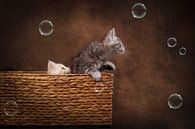 playing kittens by Special Moments MvL thumbnail