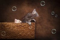 playing kittens