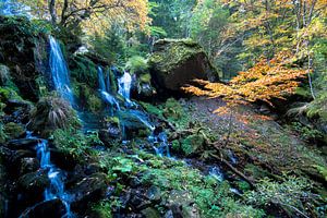 Herbststimmung im Wald