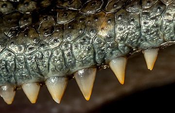 Crocodile: Teeth by Rob Smit