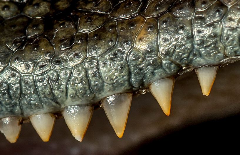 Crocodile: Teeth von Rob Smit