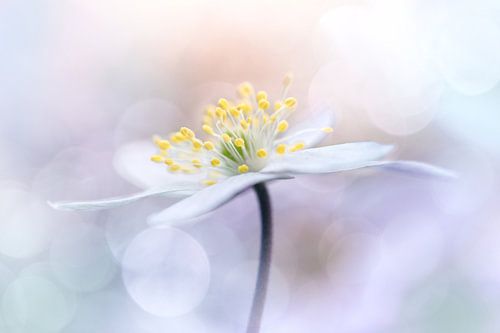 Die Wunder der Umgebung von Bob Daalder