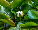 Witte waterlelie van ManfredFotos thumbnail