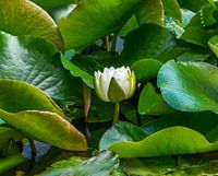 Witte waterlelie