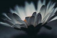 Moody Madeliefje van Touched By Light thumbnail