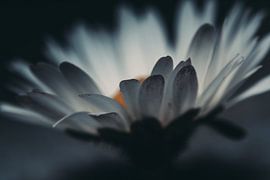 Daisy by Touched By Light