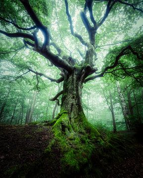 Witch Tree by Antoine van de Laar
