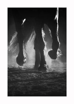 Horses van Dmm Fotografie