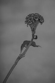 Celosia black and white by Carla Van Iersel