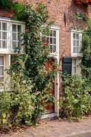 Front brick house with wooden door and rose bush and hollyhocks
