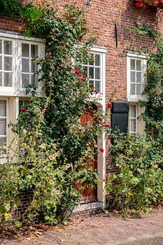 Front brick house with wooden door and rose bush and hollyhocks