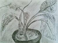 Strelitzia