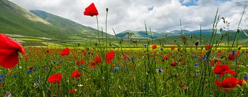 Coquelicots à Piano Grande, Ombrie, Italie sur Frank Lavooij