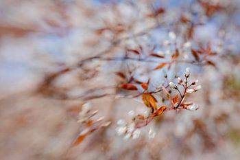 Spring Announcement