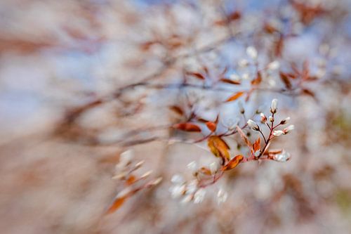 Frühling Ankündigung