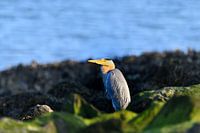 Blauwe reiger op de stenen