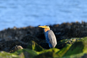 Blue heron on the stones