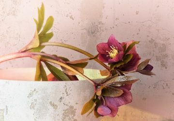 Helleborus Flower sur Ellen Driesse