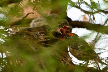 Das Goldhähnchen füttert seine Jungen