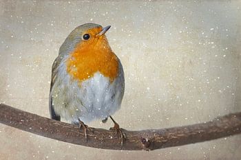 Robin in winter