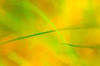 Abstraction in orange and green by Marcel Post thumbnail